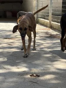 Adoptionsprofil für Toby