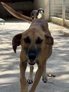 Adopt Toby
