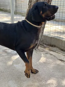 Adopt Ntora