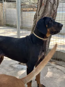 Adopt Ntora
