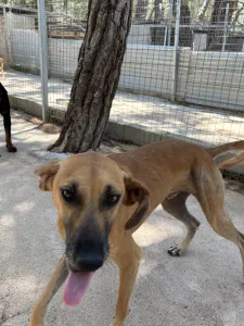 Adopt Toby