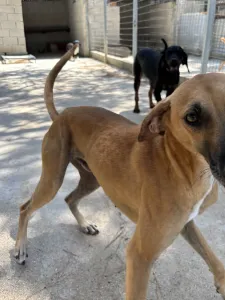 Adopt Toby