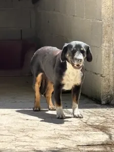 Adopt Rem