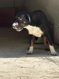 Adopt Rem