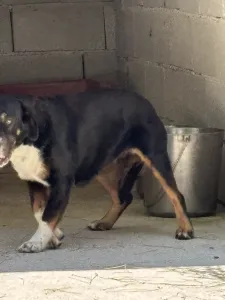 Adopt Rem