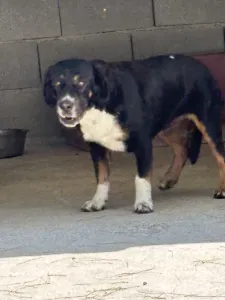 Adopt Rem