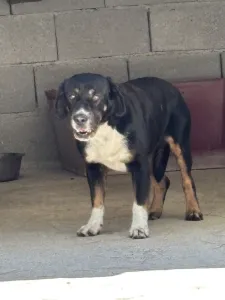 Adopt Rem