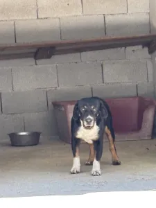 Adopt Rem