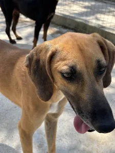 Adopt Toby