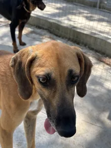 Adopt Toby