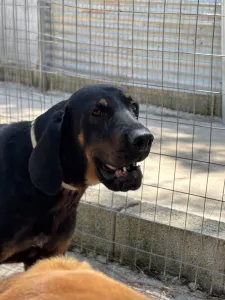 Adopt Ntora