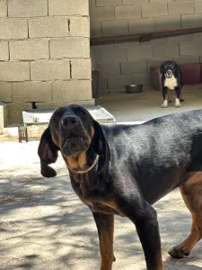 Adoptionsprofil für Ntora