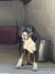 Adopt Rem