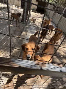 Adoptionsprofil für Biskouits