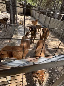 Hund Biskouits adoptieren