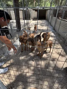 Hund Biskouits adoptieren