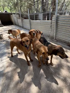 Hund Biskouits adoptieren