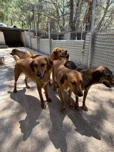 Hund Biskouits adoptieren