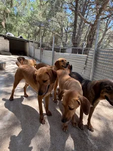 Hund Biskouits adoptieren