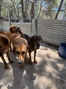 Hund Biskouits adoptieren