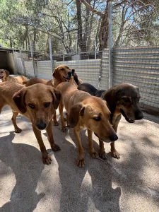 Hund Biskouits adoptieren