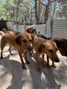 Hund Biskouits adoptieren