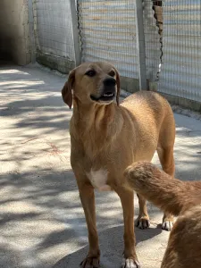 Hund Biskouits adoptieren