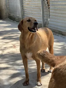 Hund Biskouits adoptieren