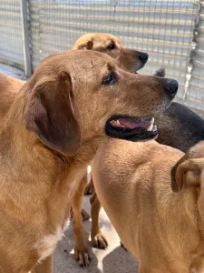 Hund Biskouits adoptieren