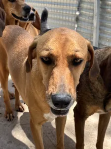 Hund Biskouits adoptieren