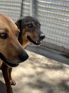 Hund Biskouits adoptieren