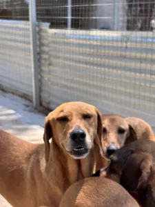 Hund Biskouits adoptieren