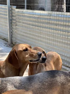 Hund Biskouits adoptieren