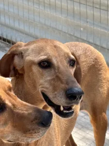Hund Biskouits adoptieren