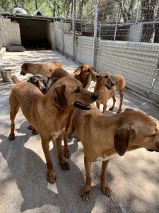 Hund Biskouits adoptieren