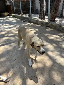Adopt Takis