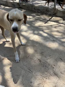 Adopt Takis