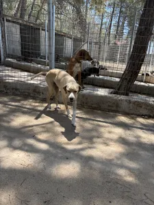 Adopt Takis