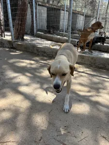 Adopt Takis