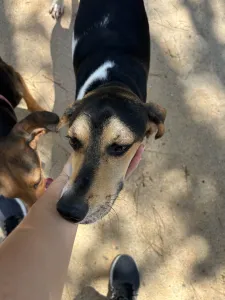 Adopt Ntanis
