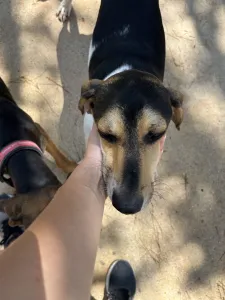 Adopt Ntanis