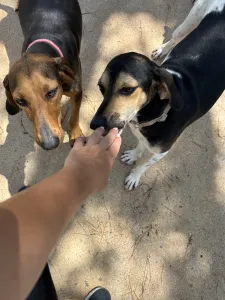 Adopt Ntanis