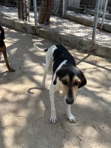 Adopt Ntanis