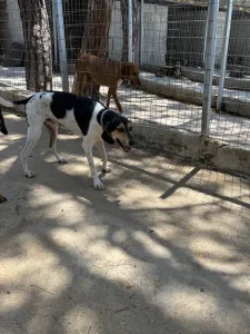 Adopt Ntanis