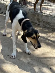 Adopt Ntanis