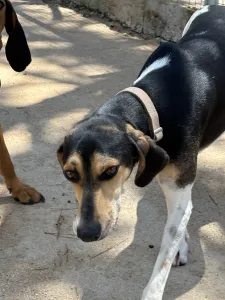 Adopt Ntanis