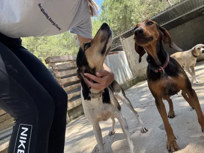 Adopt Ntanis