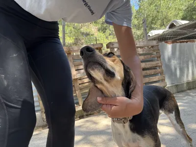 Adopt Ntanis