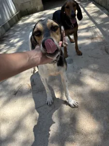 Adopt Ntanis