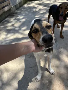 Adopt Ntanis